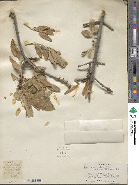 Fraxinus xanthoxyloides image