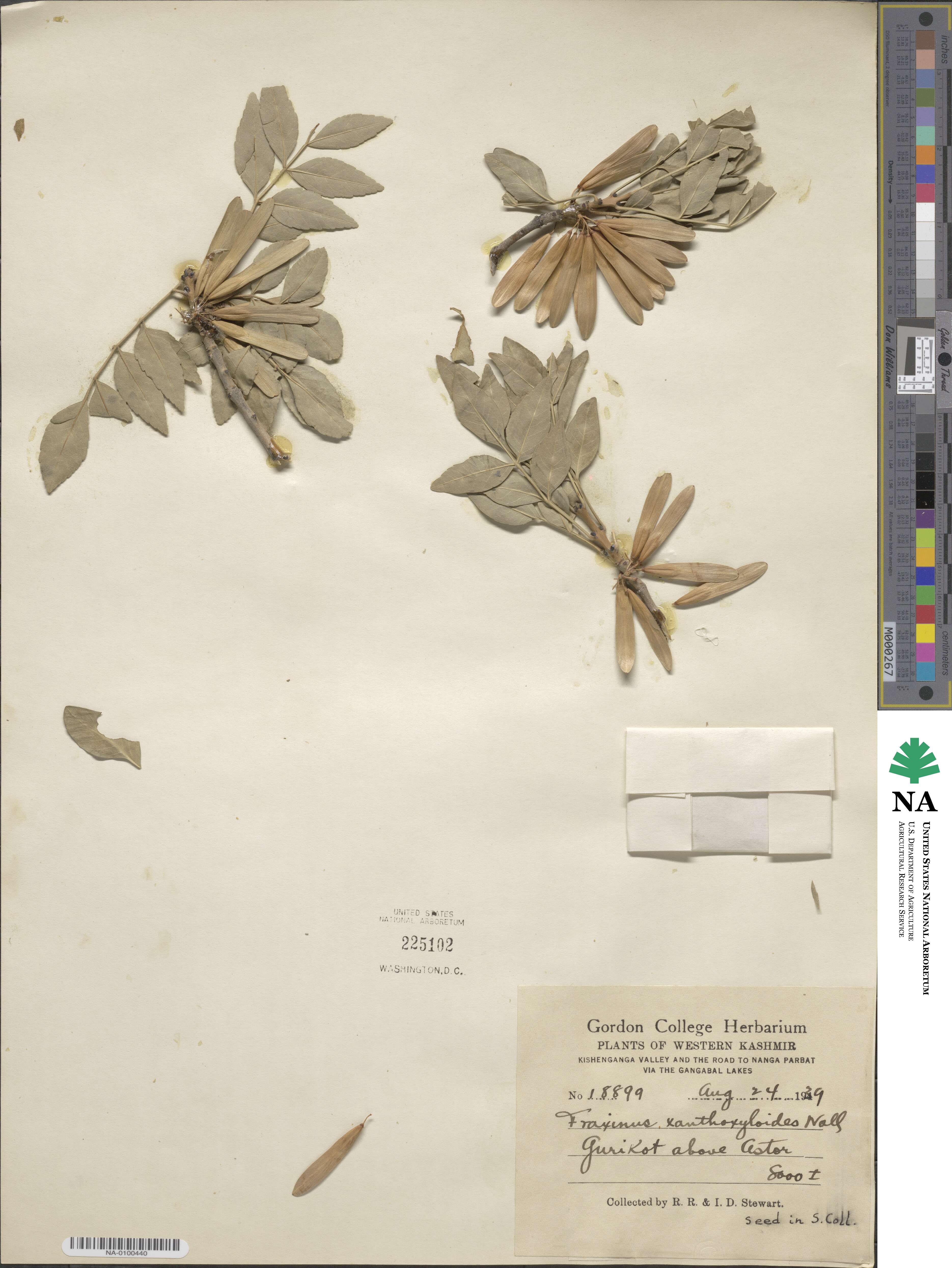 Fraxinus xanthoxyloides image
