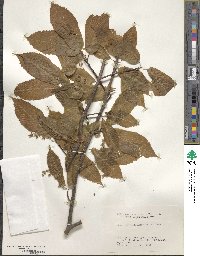 Acer carpinifolium image