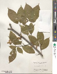 Acer carpinifolium image