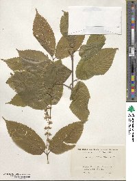 Acer carpinifolium image