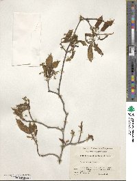 Acer carpinifolium image