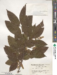 Acer carpinifolium image