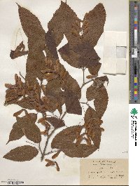 Acer carpinifolium image