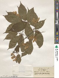 Acer carpinifolium image