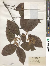 Acer carpinifolium image