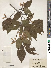 Acer carpinifolium image