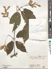 Acer carpinifolium image