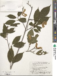 Acer carpinifolium image