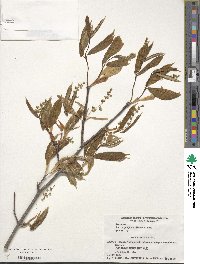 Acer carpinifolium image