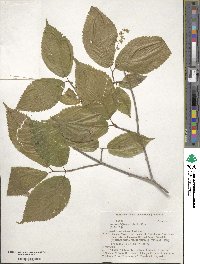 Acer carpinifolium image