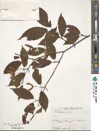 Acer carpinifolium image