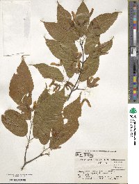 Acer carpinifolium image