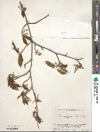 Acer carpinifolium image