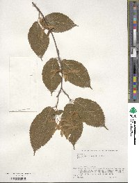 Acer carpinifolium image