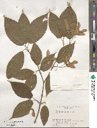 Acer carpinifolium image