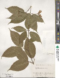 Acer carpinifolium image