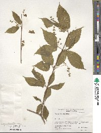 Acer carpinifolium image