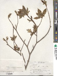 Acer carpinifolium image