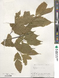 Acer carpinifolium image