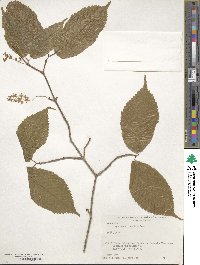 Acer carpinifolium image