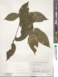 Acer carpinifolium image