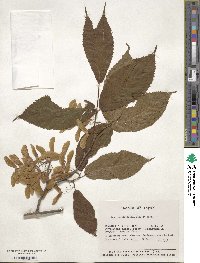 Acer carpinifolium image