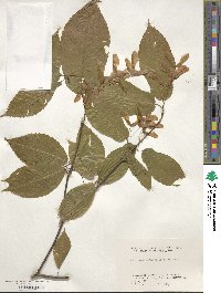 Acer carpinifolium image