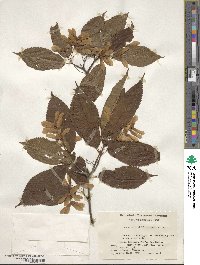 Acer carpinifolium image