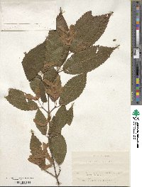 Acer carpinifolium image