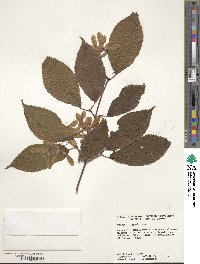 Acer carpinifolium image