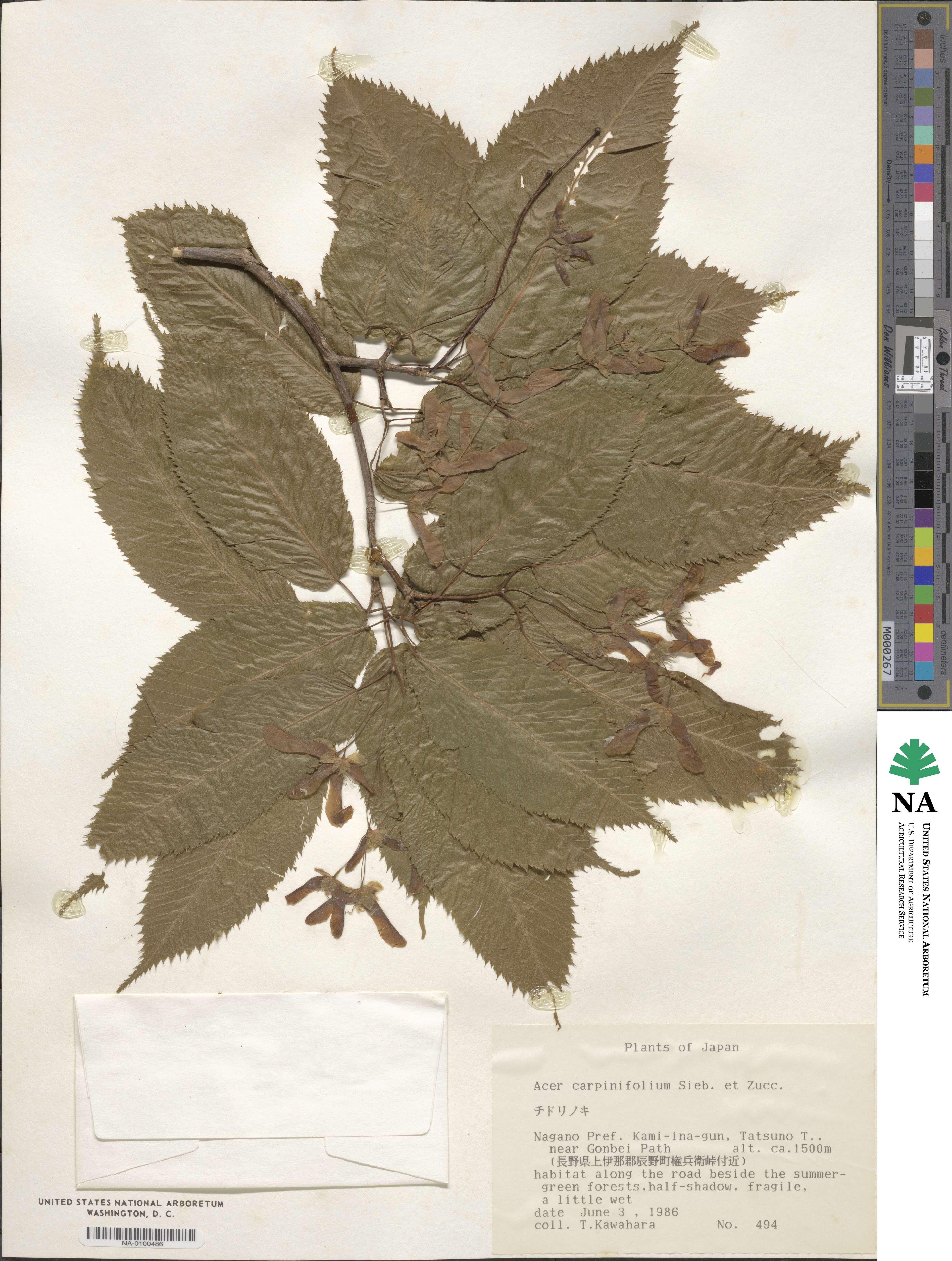 Acer carpinifolium image