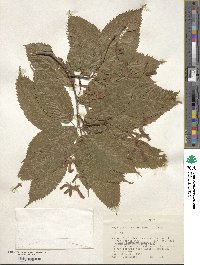 Acer carpinifolium image