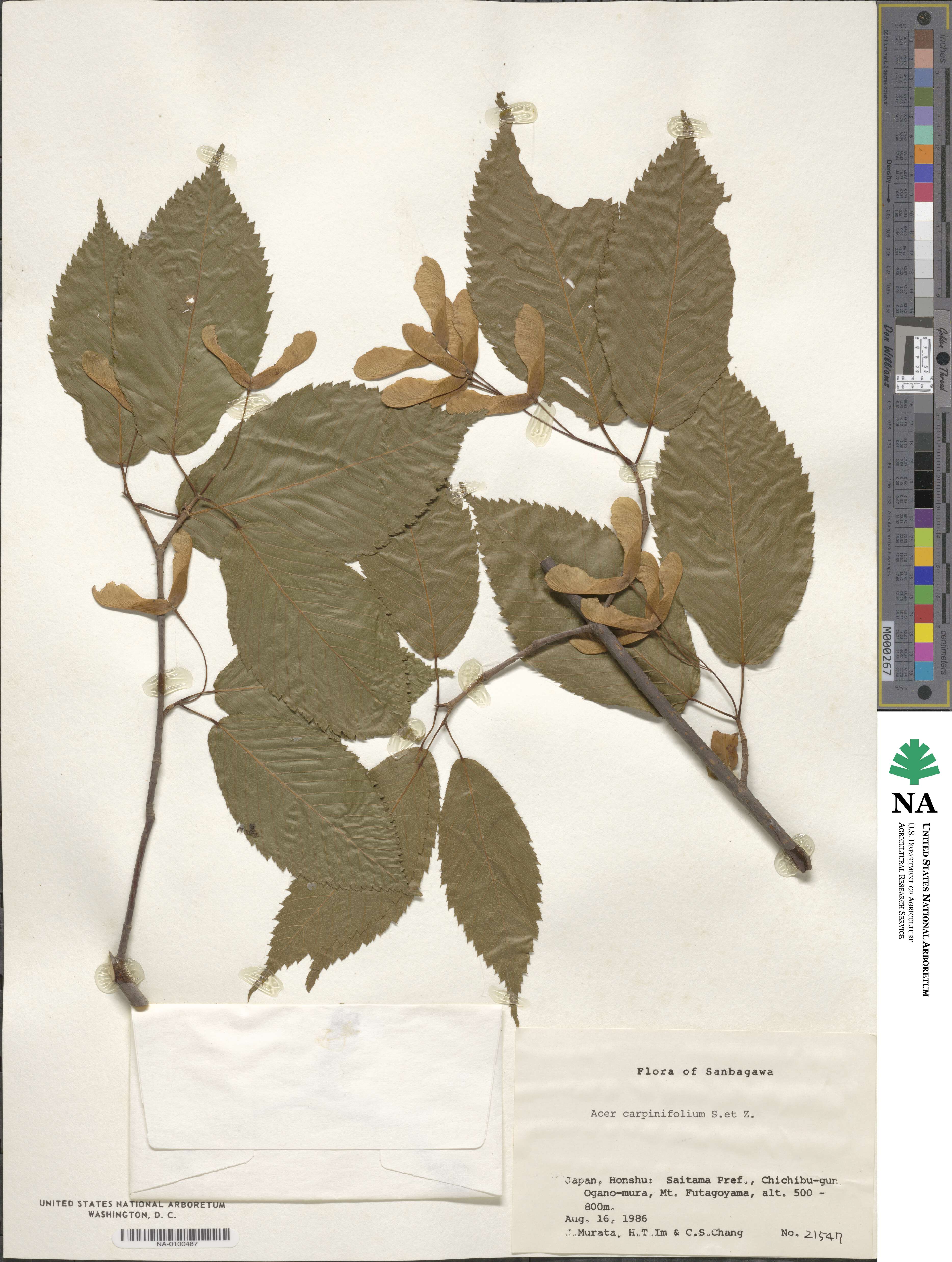 Acer carpinifolium image