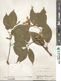 Acer carpinifolium image