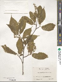 Acer carpinifolium image