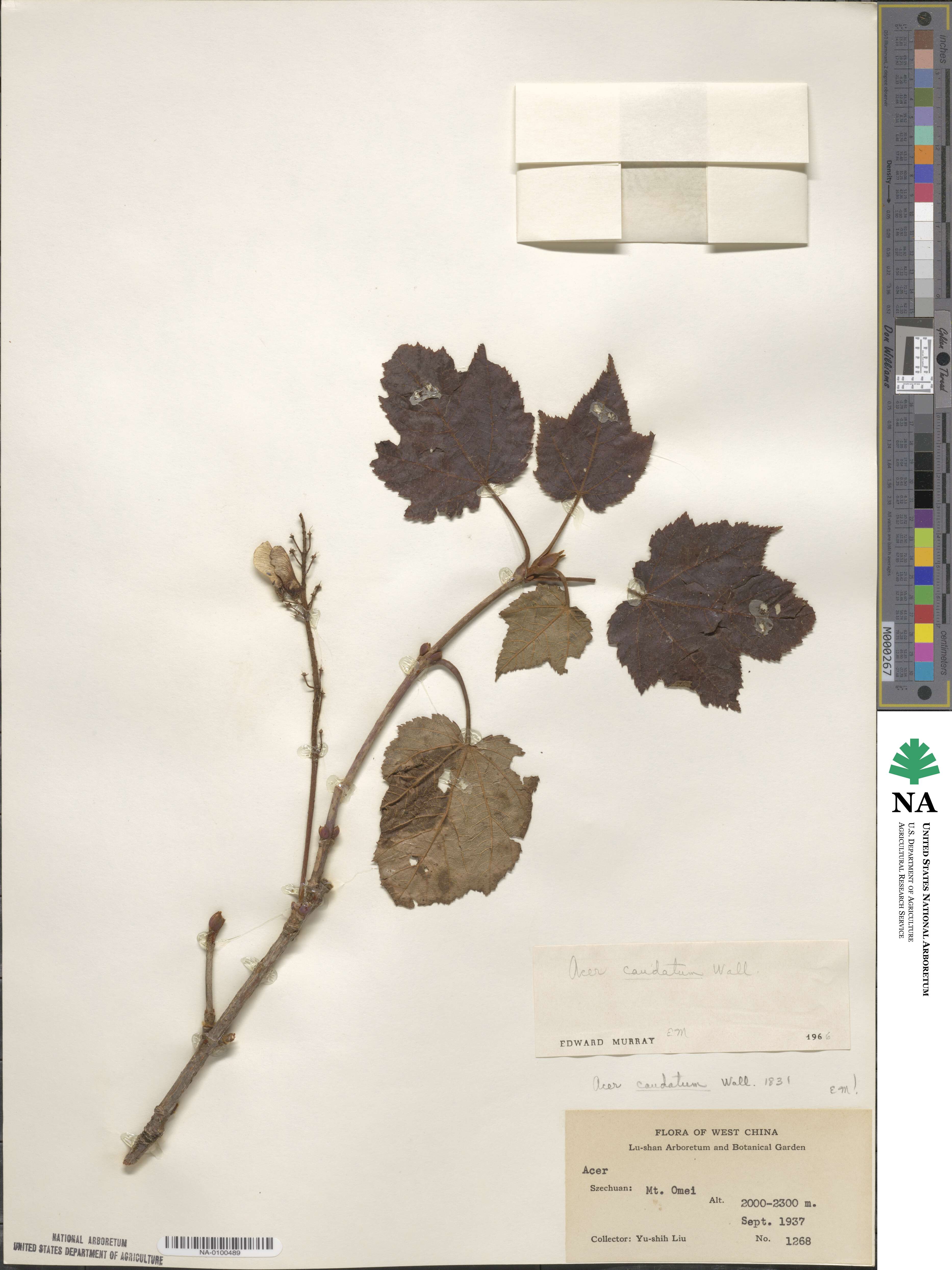 Acer caudatum image