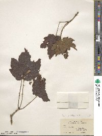 Acer caudatum image