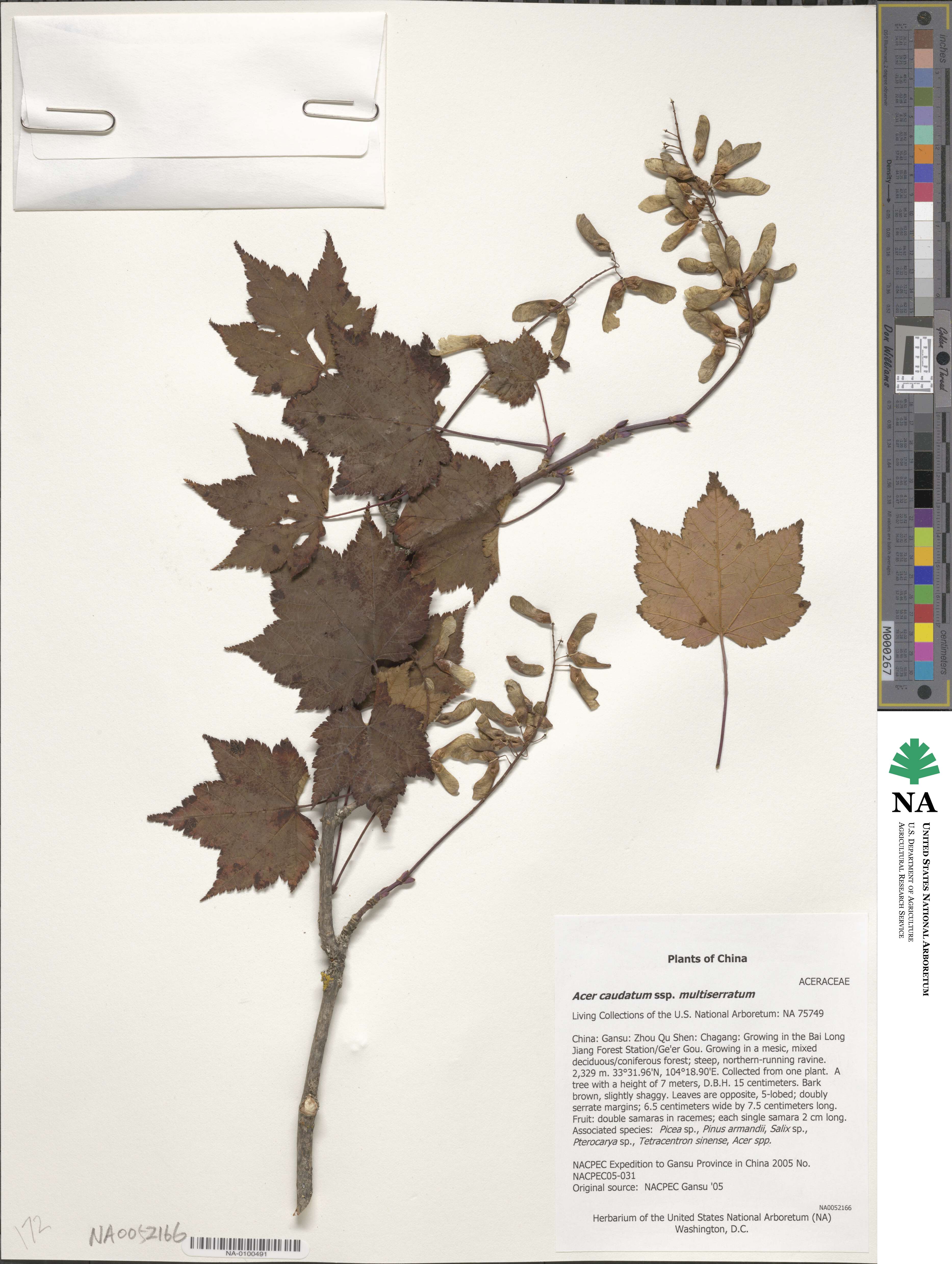 Acer caudatum image