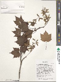 Acer caudatum image