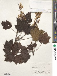 Acer ukurunduense image