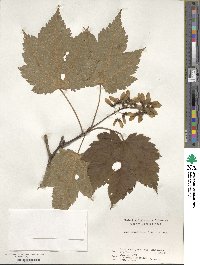 Acer ukurunduense image