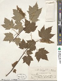 Acer ukurunduense image