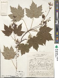 Acer ukurunduense image