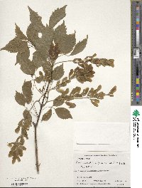 Acer cissifolium image