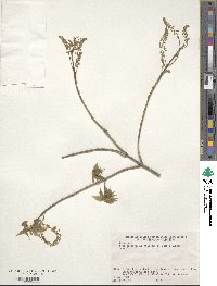 Acer cissifolium image