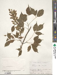 Acer cissifolium image