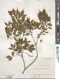 Acer cissifolium image