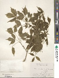 Acer cissifolium image