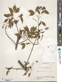 Acer cissifolium image